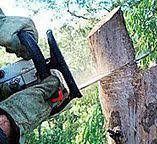 Reliable Colorado City, CO Tree Services Solutions
