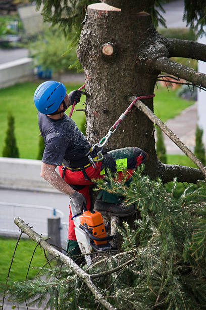 How Our Tree Care Process Works  in  Colorado City, CO